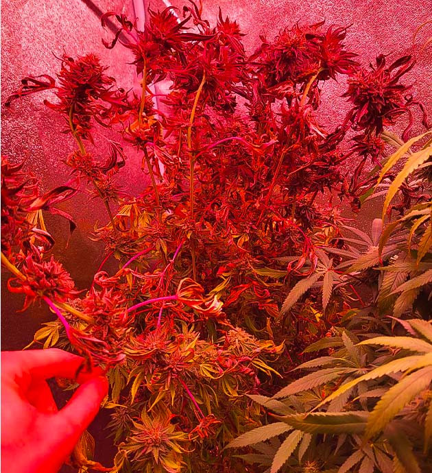 14 - 15 неделя роста конопли Moonshine Cookies