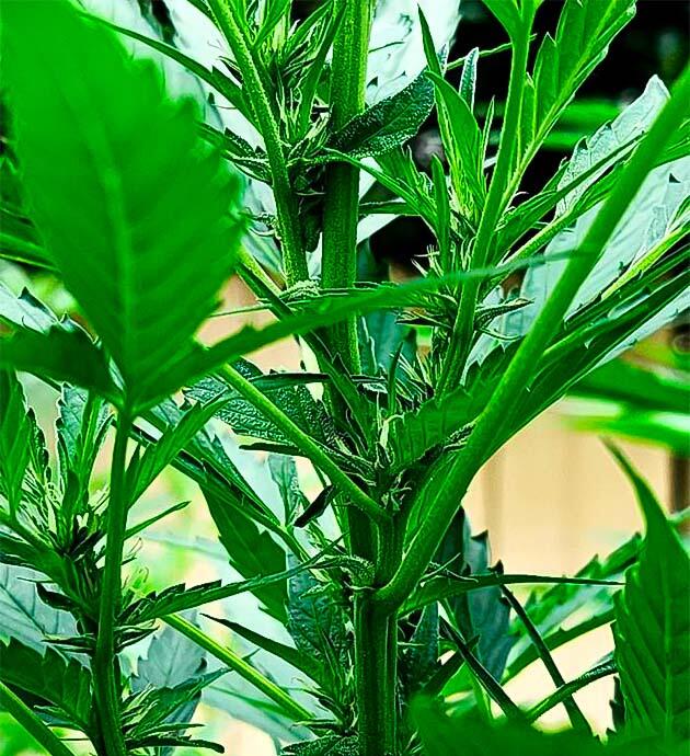 Рост и первые пестики на кусте Начало цветения GG4 Sherbet FF