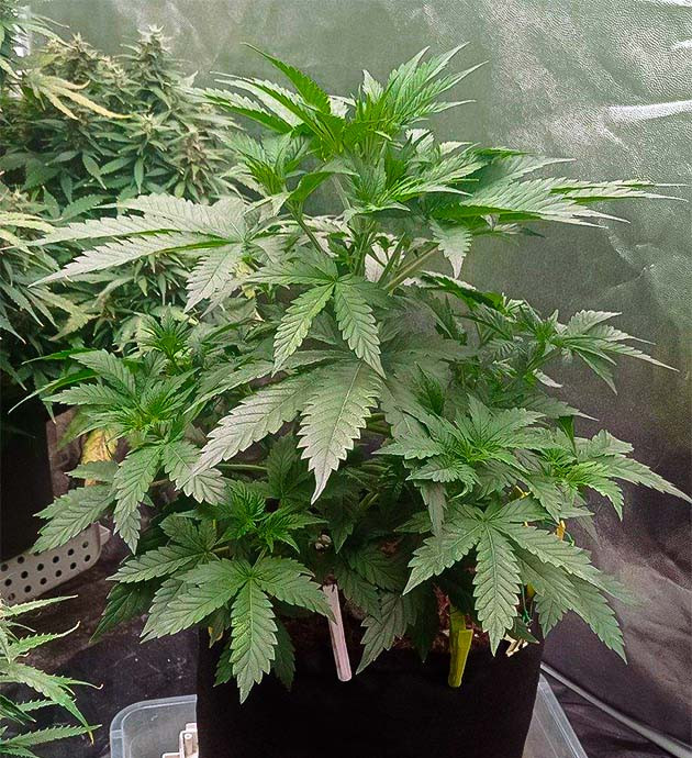 выращивание сорта конопли White Widow Auto Стимуляция роста куста White Widow Auto