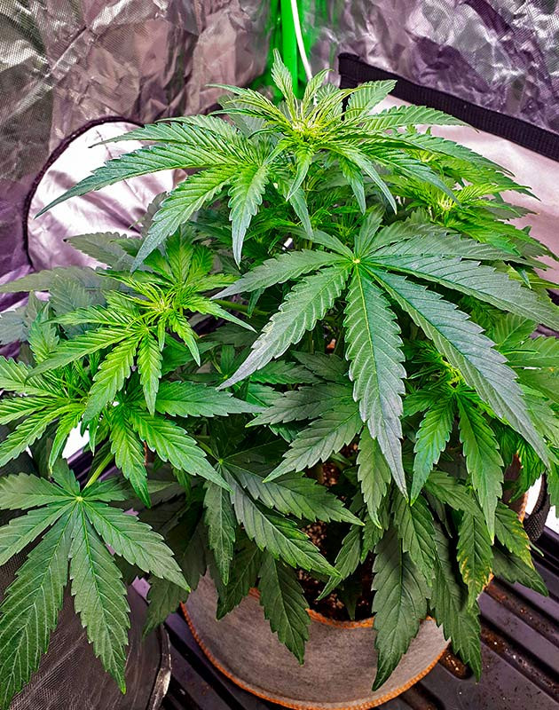 5 неделя выращивания конопли Apollo F1 Auto ростом 35 см