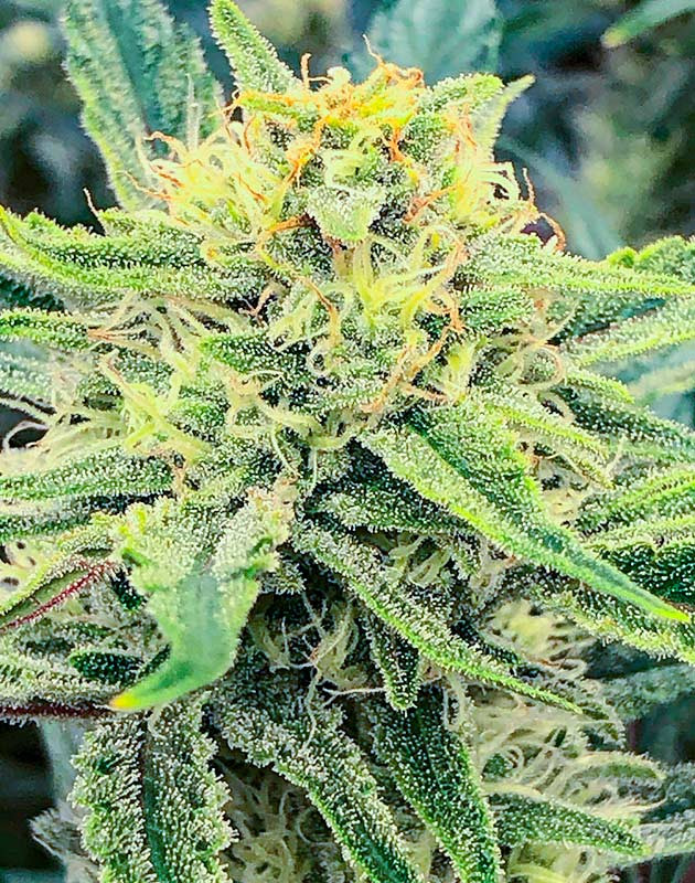 Начало цветения Gelato Auto