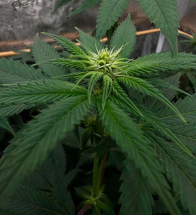 Оптимизация освещения в гроубоксе Марихуана ростом 65 см
