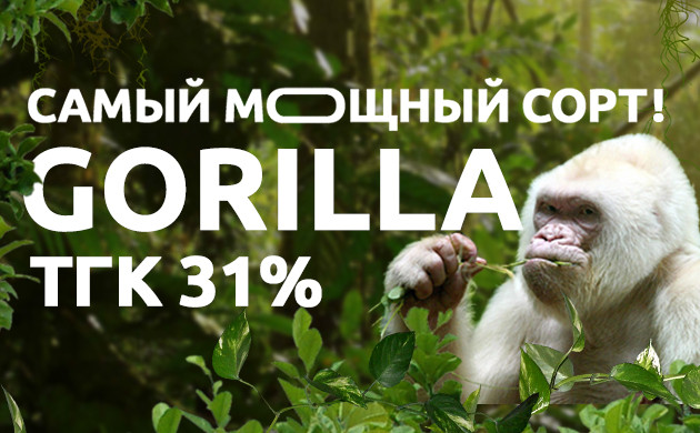 Новый сорт Gorilla fem