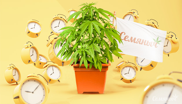 Семена автоцветущей конопли от сидбанка Семяныч Подборка автоцветущих сортов от Семяныча