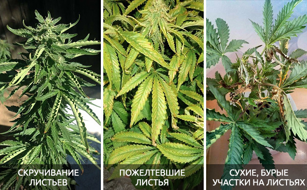 Признаки термического ожога