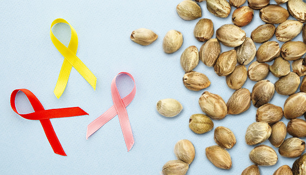 Семена конопли предотвращают рак