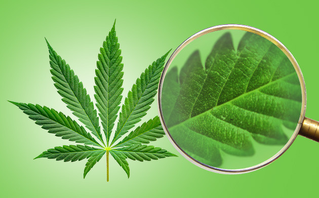 Пальчатая форма листьев конопли