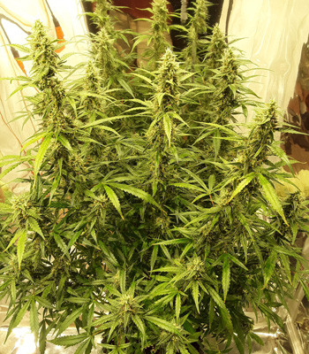 Созревший куст Auto New York City