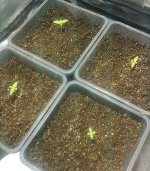 Пересадка ростков в горшки 4 ростка марихуаны после пересадки в горшки