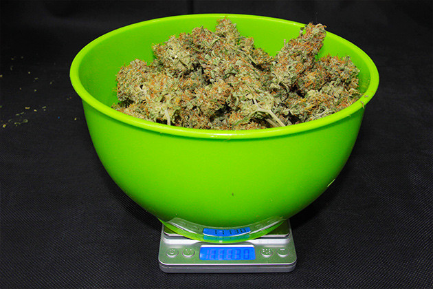 Собранный на 11 неделе выращивания урожай Вес урожая 111 грамм