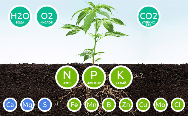 Важнейшие вещества для развития конопли