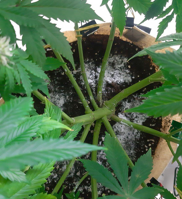 Полив Critical Orange Punch Auto