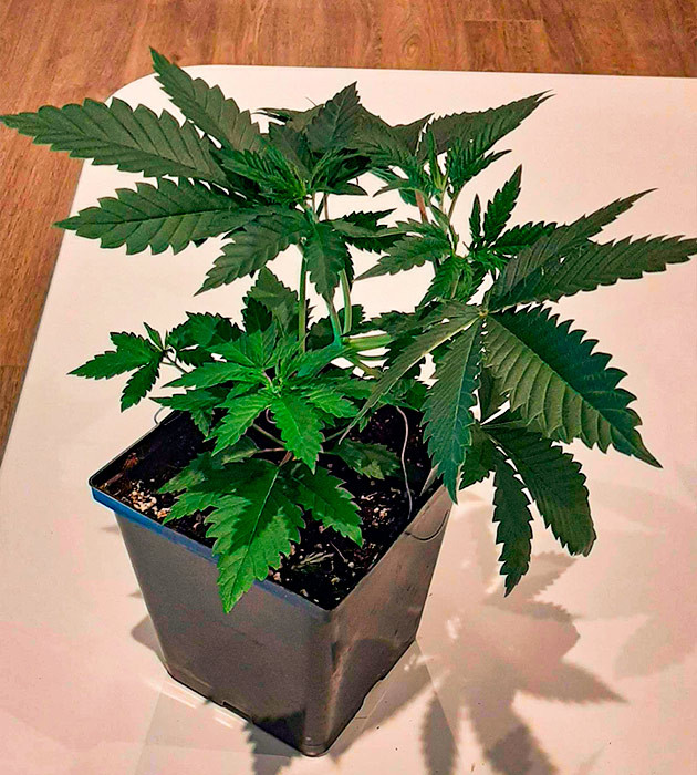 Куст Bruce Banner от Семяныч на 4 неделе выращивания