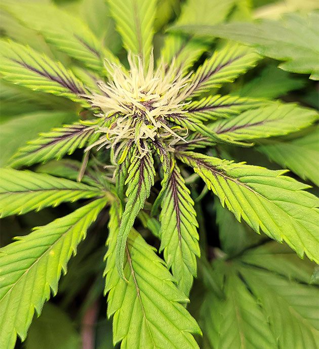 Фиолетовый оттенок сорта Purple Lemonade Auto Смена цвета сорта Purple Lemonade Auto