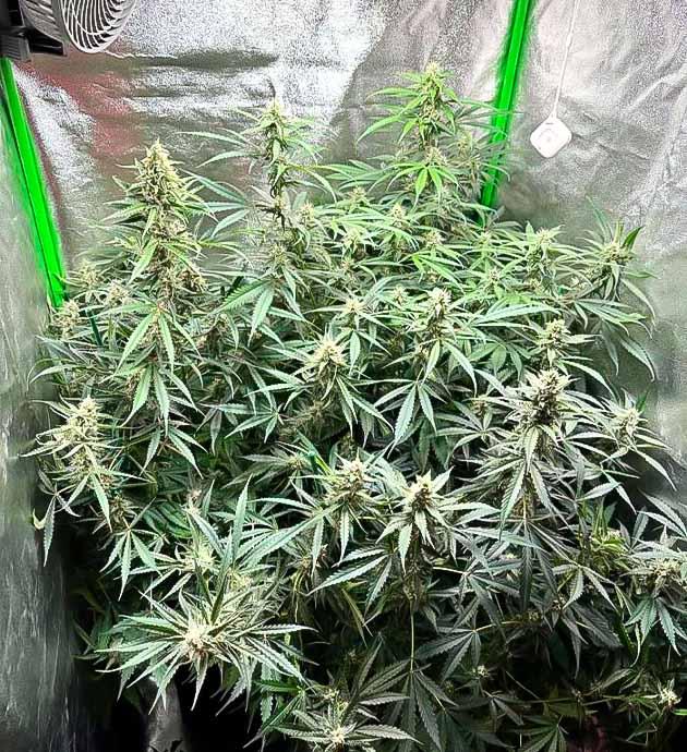 Рост конопли 105 см