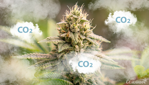 Повышение урожайности марихуаны в индоре с помощью CO2