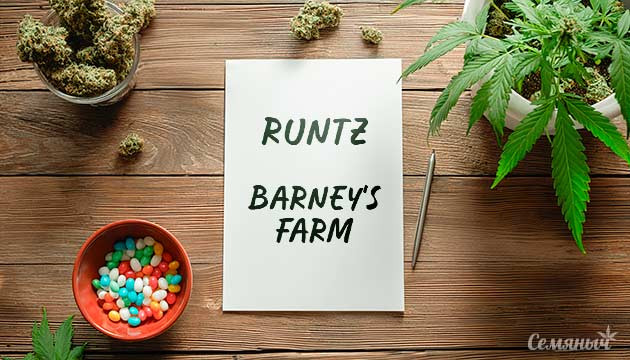 Гроурепорт сорта Runtz от Barney’s Farm