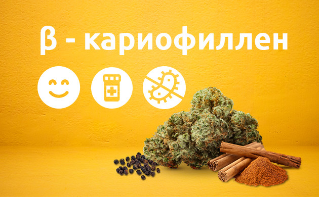 Свойства бета-кариофилена