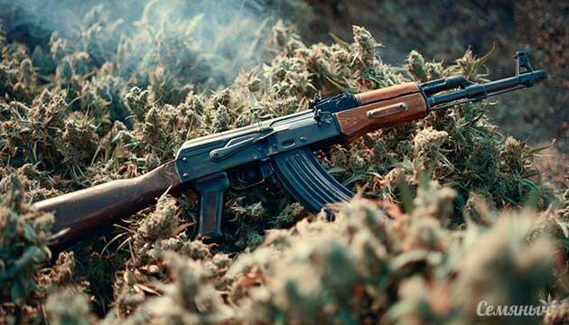 Подробнее о сорте конопли AK-48