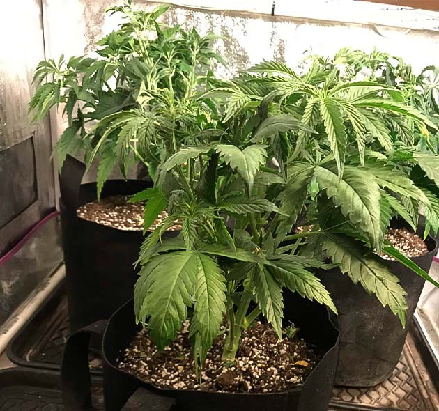 Растение HulkBerry