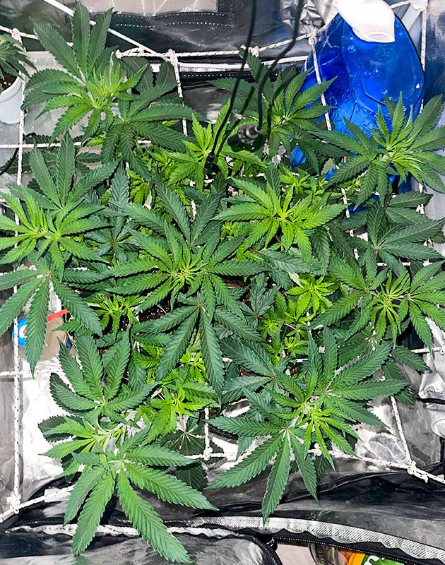 Куст после пересадки в горшок на 25 литров