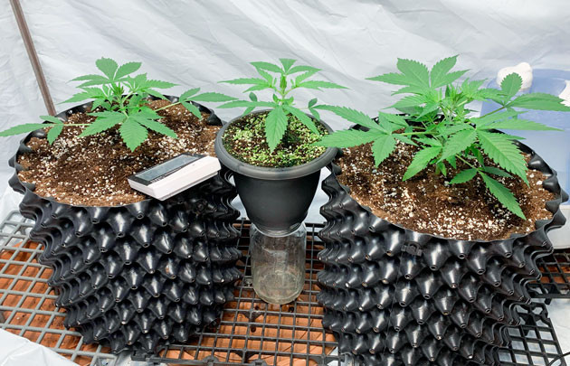 Кусты Gorilla Auto от сидбанка Семяныч на 4 неделе