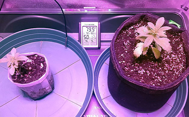 Пересадка Vanilla Frosting