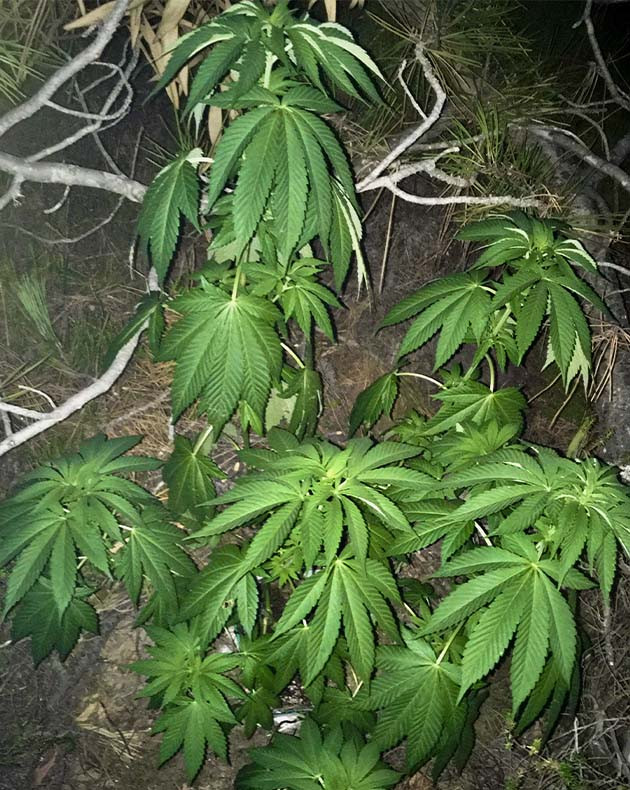 Куст высотой 140 см