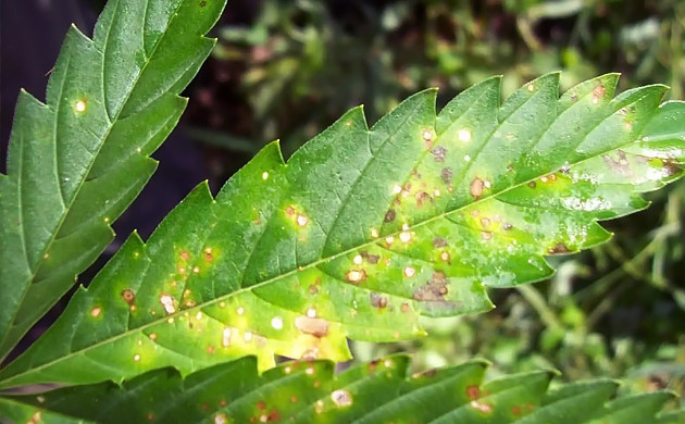 Желтые пятна на листьях конопли