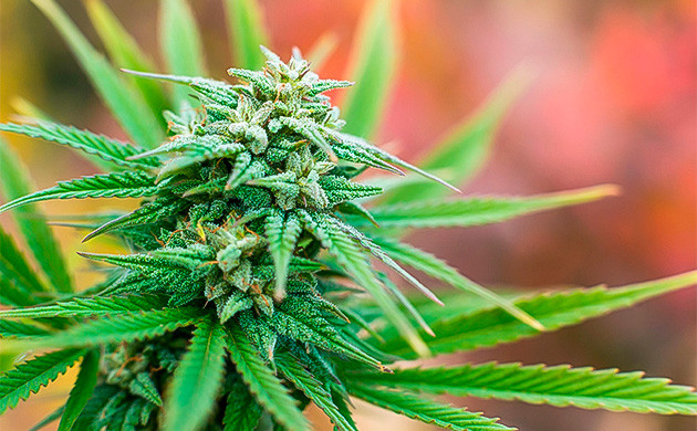 Соцветие зеленого цвета