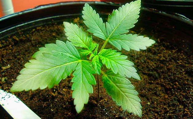 Проблемы сопровождающие дефицит серы у конопли