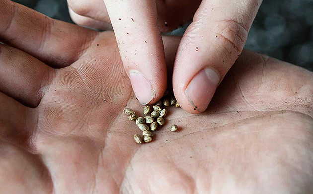 Кропотливая работа: сбор и сортировка семян