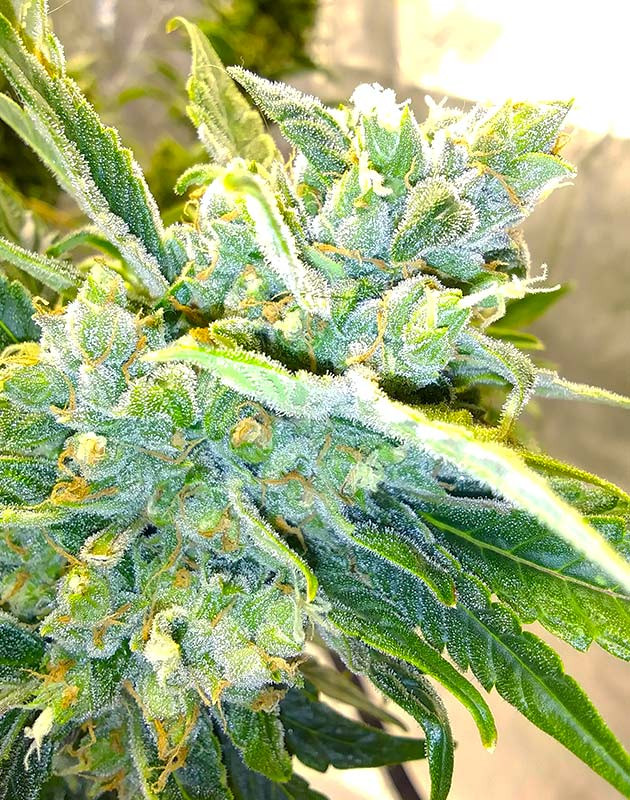 Соцветие покрытое сияющими трихомами