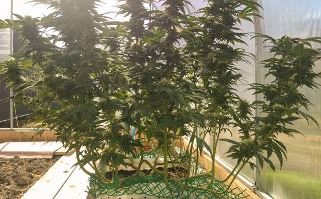 Активное цветение конопли Марихуана на 22 неделе роста