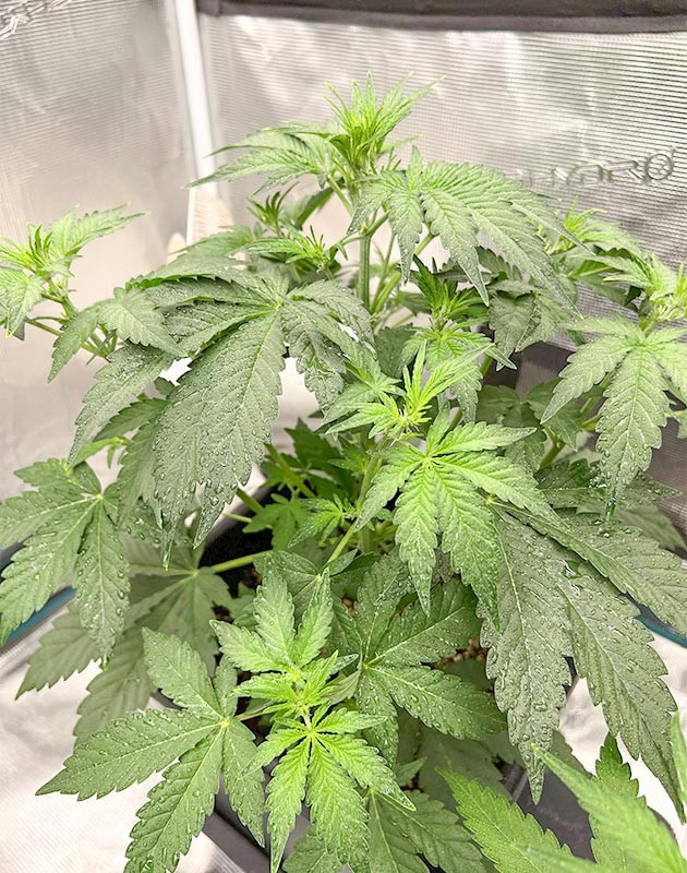 Medusa F1 Auto: уход и подкормка по листу