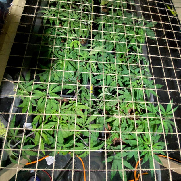 Сетка ScrOG над кустами