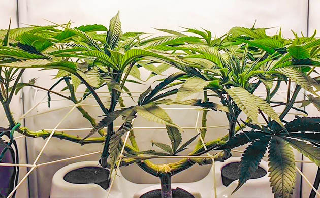 Куст высотой 55 см