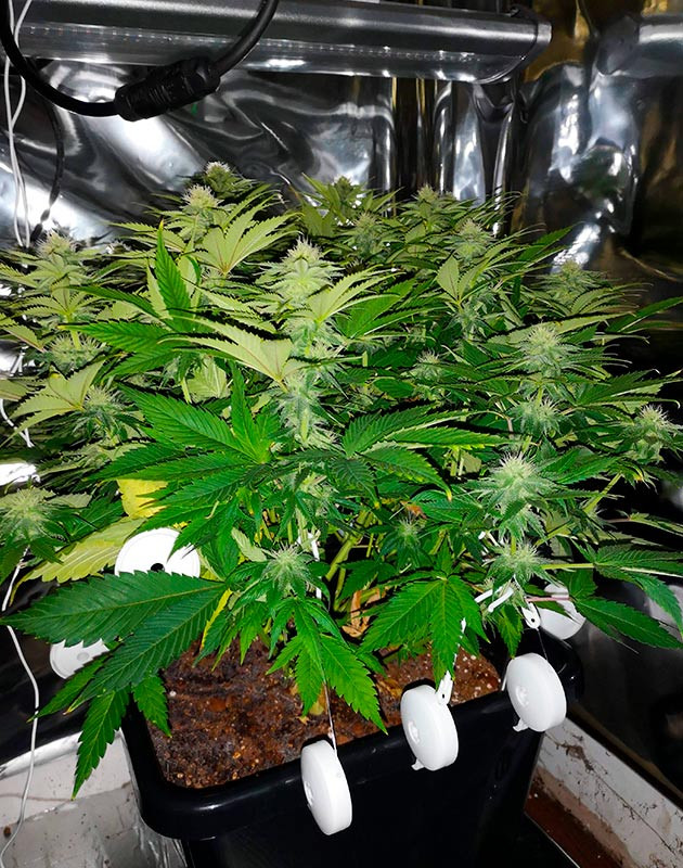 Цветение на 8 неделе роста Растяжка ветвей с помощью йо-йо