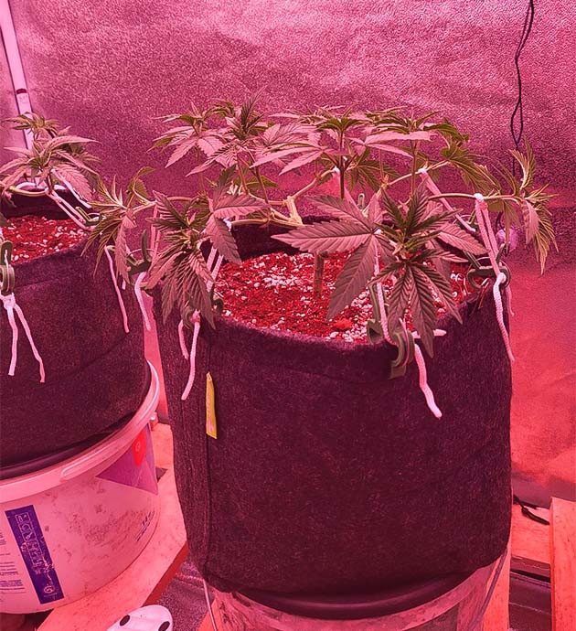 Куст Jungle Breath на 7 неделе выращивания