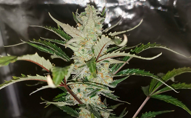 Промывка на 10 неделе выращивания