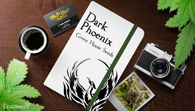 Гроурепорт сорта Dark Phoenix