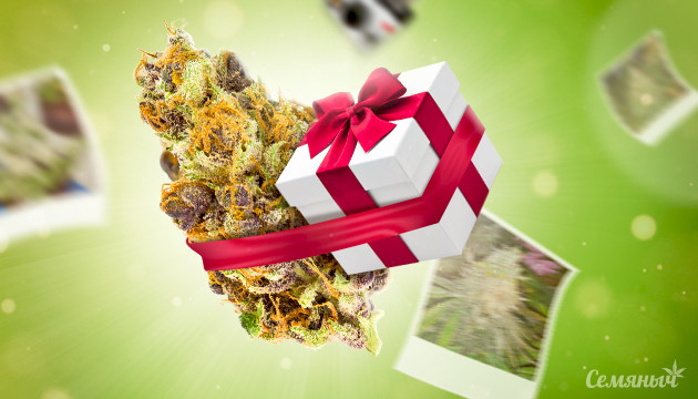 Акция на фотопериодные сорта Акция Top photo