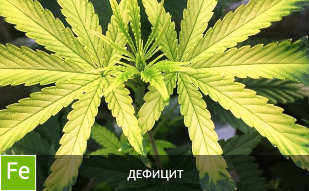 Дефицит железа Листья при дефиците железа