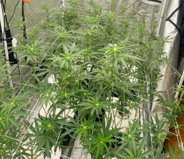 Конопля на 6 неделе выращивания