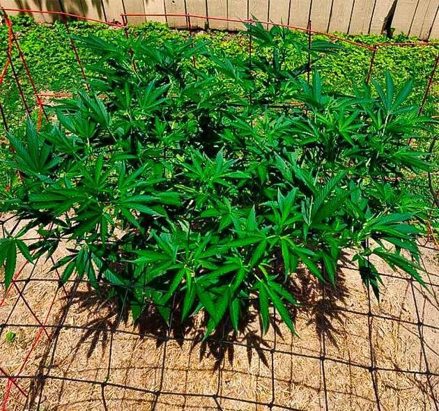 Поддержка урожая и удаление лишней листвы GG4 Sherbet FF после обрезки крон и нижних ветвей