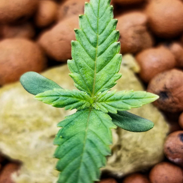 Росток марихуаны Lemon AK auto fem