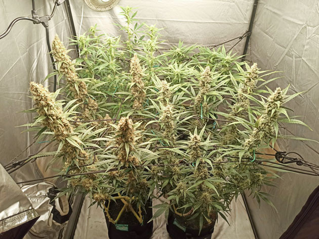 Прогресс цветения Tropicana Cookies Auto