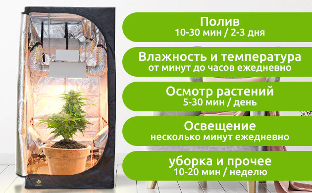 Еженедельный уход за коноплей в минутах