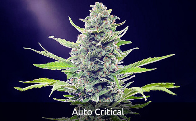 Auto Critical самый урожайный автоцвет Auto Critical