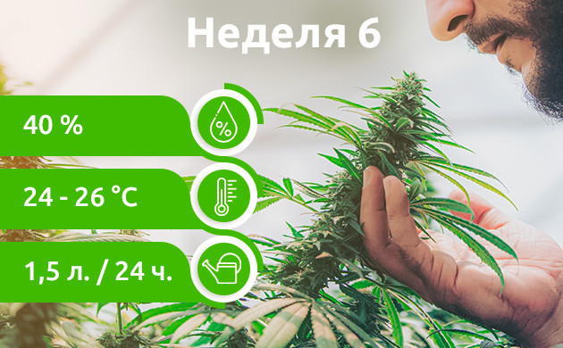 Неделя 6: Появление запаха